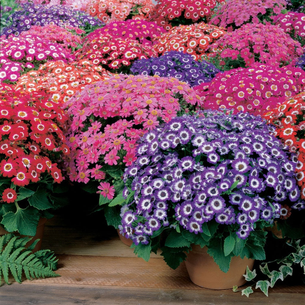 Cineraria Garden Supply Organic Seeds Flower Seeds
