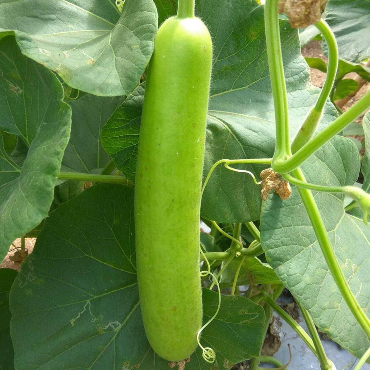Buy Vegetable Seeds Online Bottle Gourd(Loki/Ghia) Long Seeds Vedonic