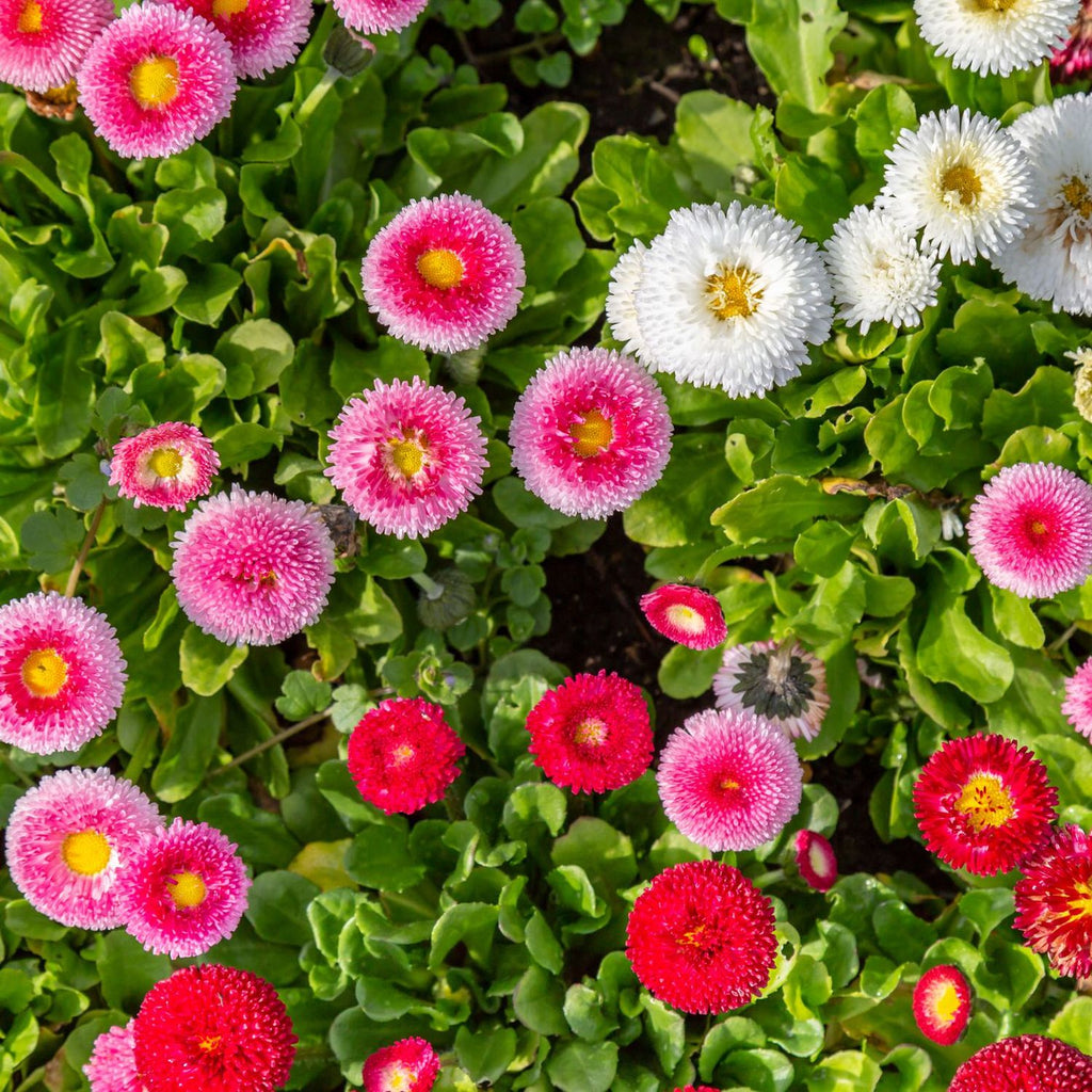 Daisy Garden Supply Organic Seeds Flower Seeds