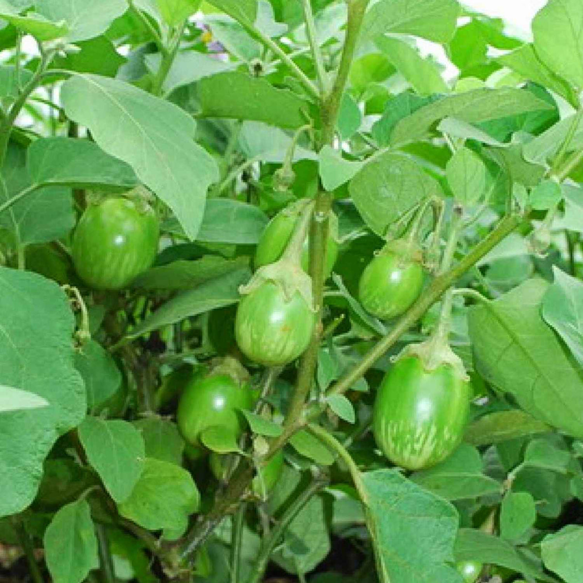 Brinjal Round Green Seeds – Vedonic
