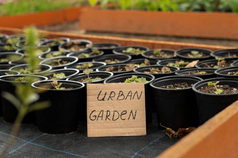 Organic Gardening: A Growing Trend in Kitchen Gardening