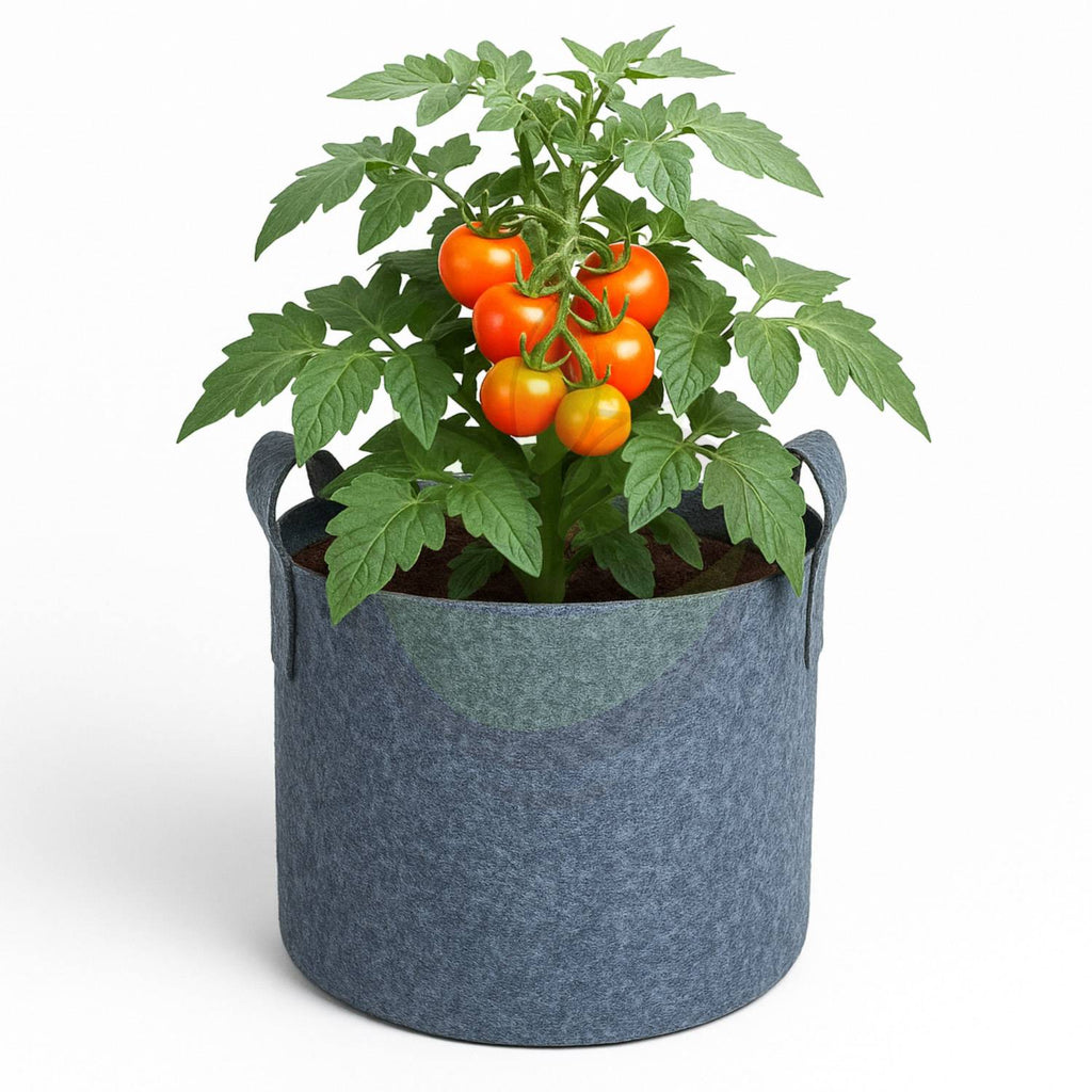 Tomato plant with ripe tomatoes in a grey geo fabric grow bag on a white background