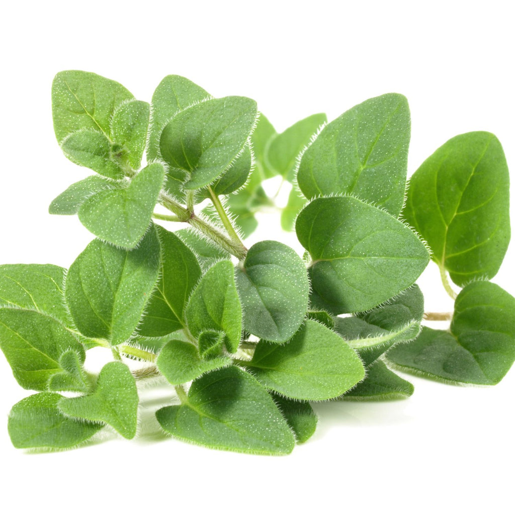 Herbs Garden Supply Heirloom Organic Seeds Herbs Seeds