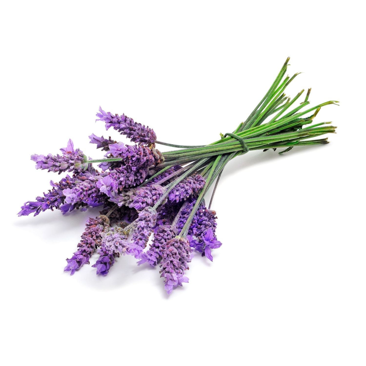 lavender seeds india Buy Vegetable Seeds Online