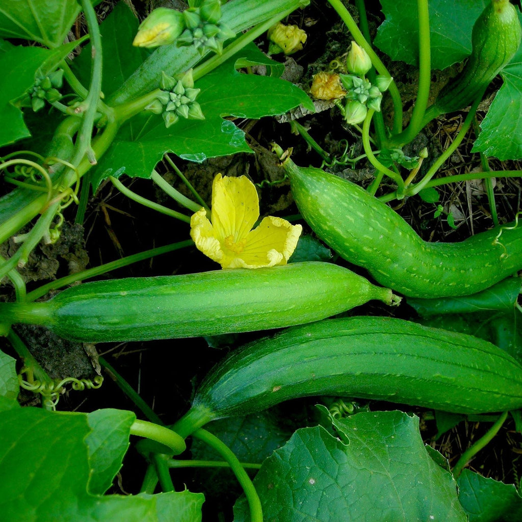 Buy Vegetable Seeds Online - Sponge Gourd(Turai) Seeds – Vedonic