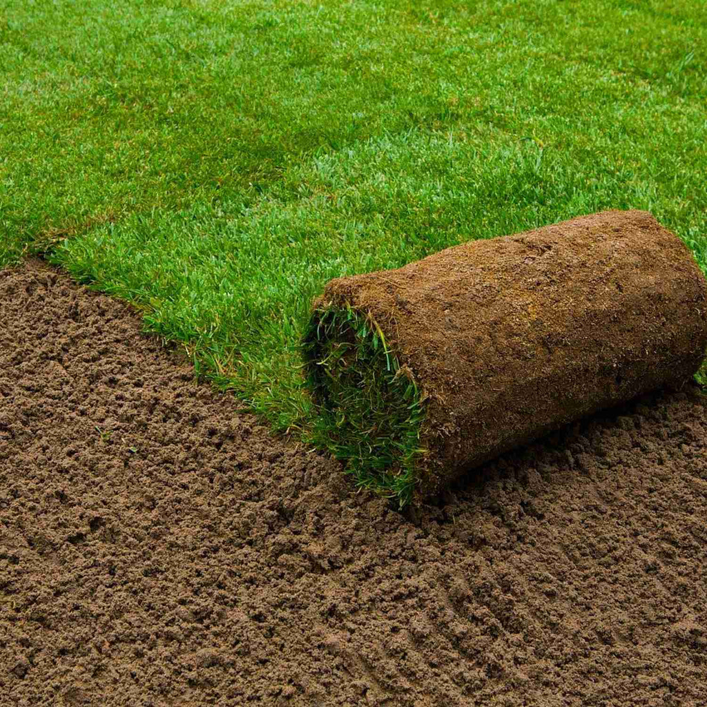 garden grass seeds in hindi Buy Tuff Lawn Grass Seeds Online