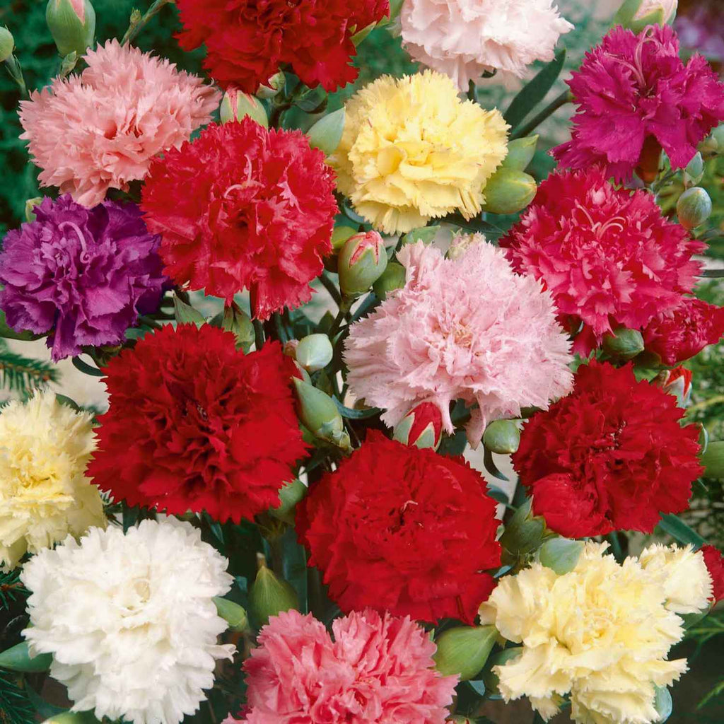 Floral Garden Supply Hybrid Flowers Organic Seeds Flower Seeds Carnation