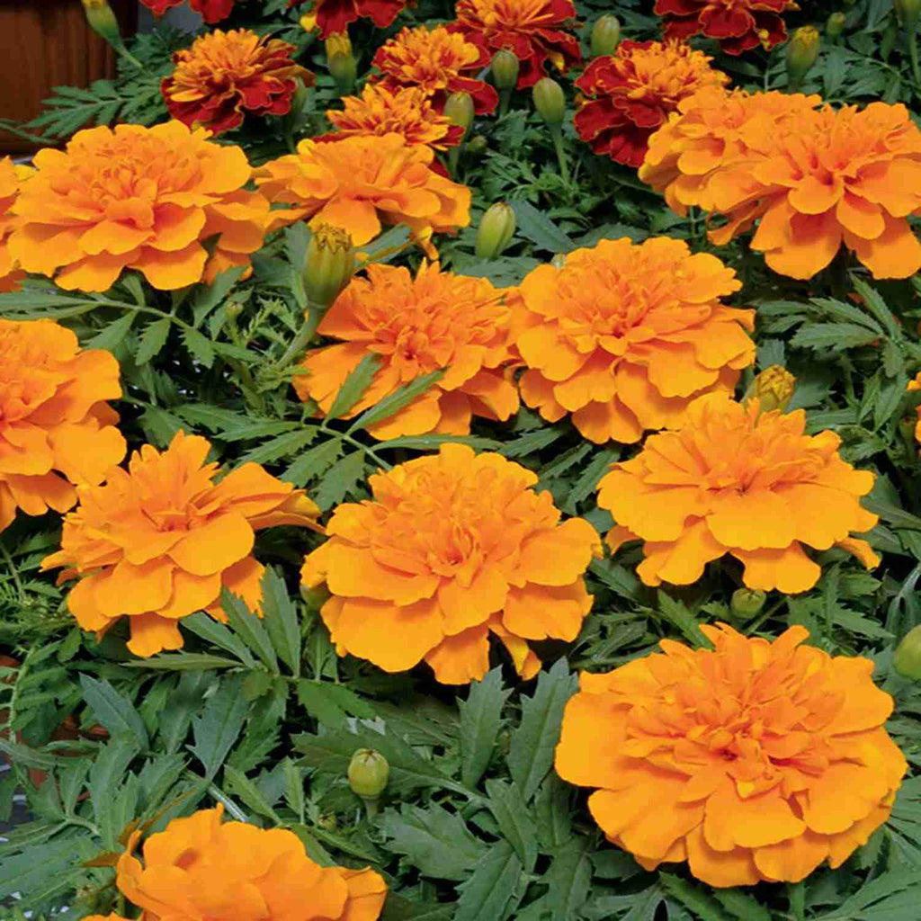 Genda Marigold Garden Supply Hybrid Flowers Organic Seeds Flower Seeds