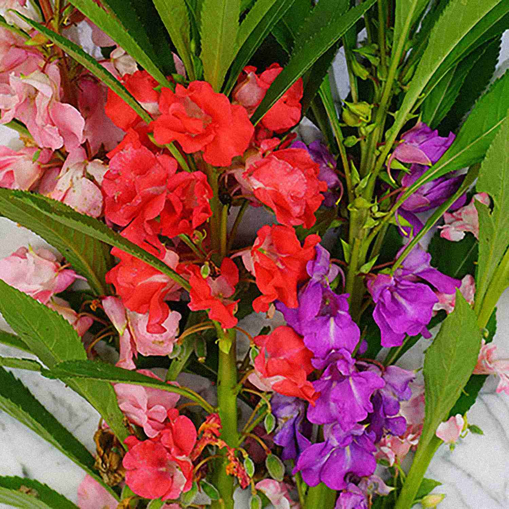 balsam flower seeds Buy Garden Supply Online -Balsam Rose Mix Flower Seeds – Vedonic