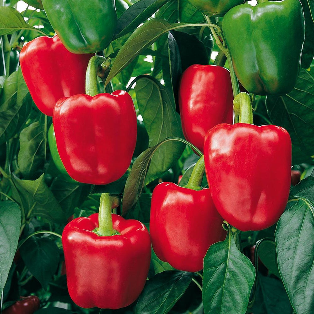 Buy Vegetable Seeds Online