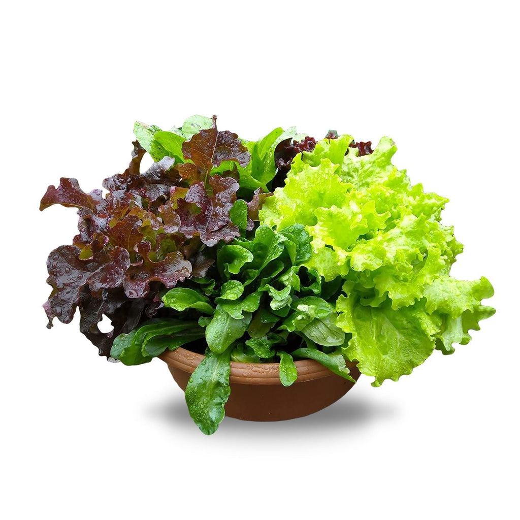 Lettuce Salad Salad Leaves Green Salad Garden Supply Heirloom Organic Seeds Vegetable Seeds