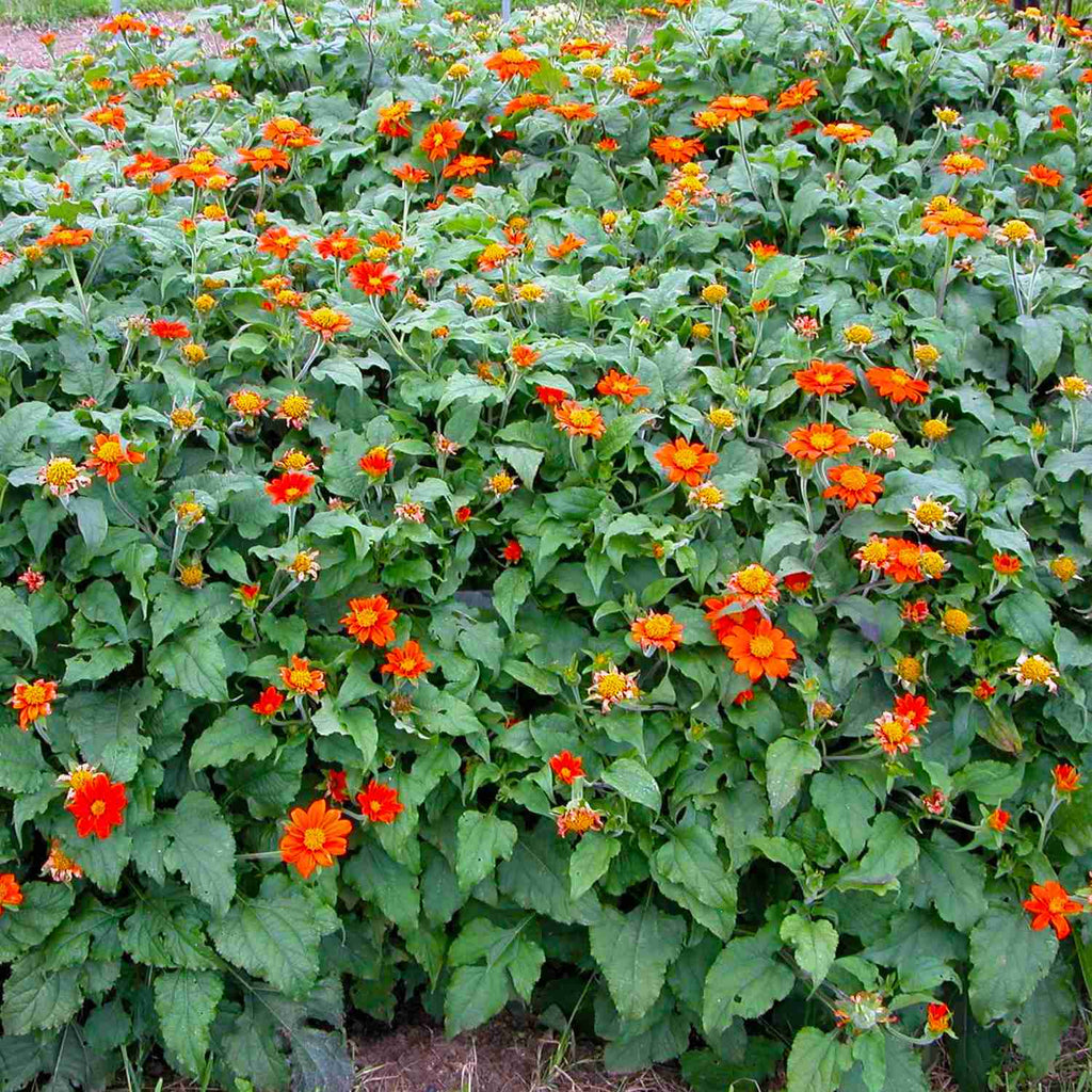 online flower seeds in india Buy Garden Supply Online -Tithonia Red Flower Seeds – Vedonic