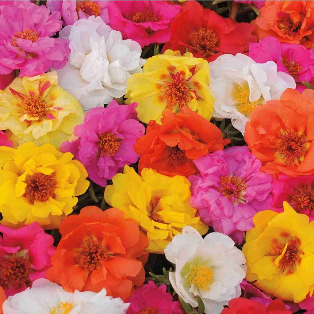 Moss Rose Portuluca Garden Supply Hybrid Flowers Organic Seeds Flower Seeds