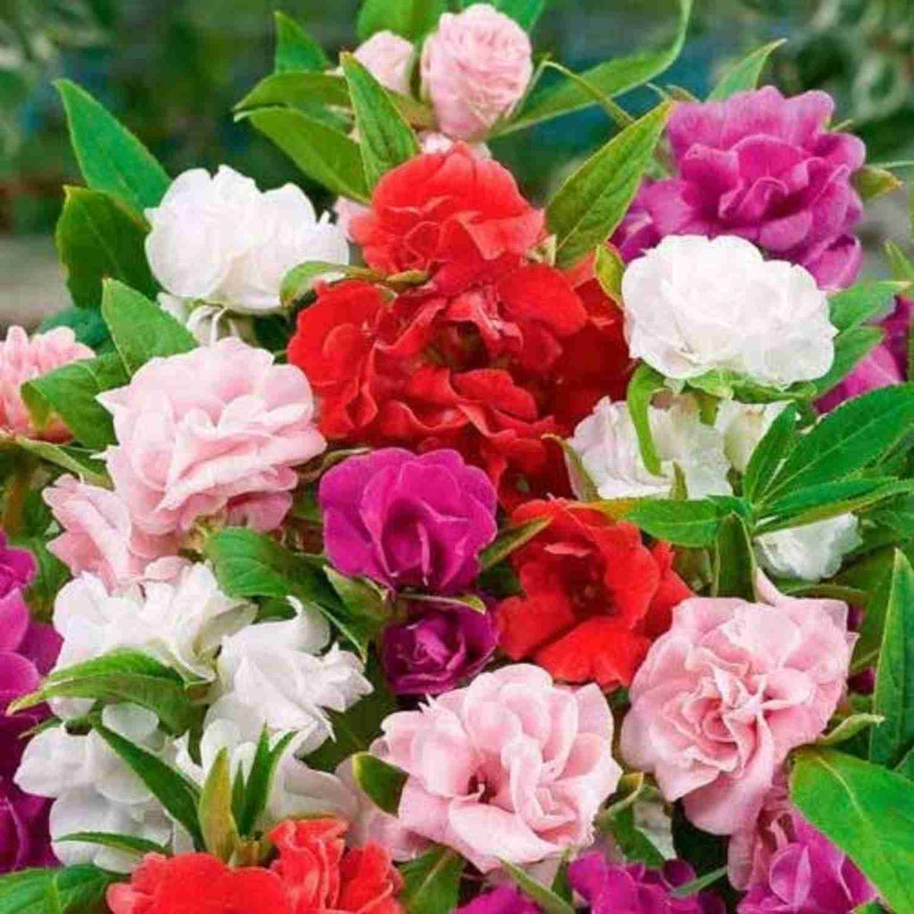 rose balsam seeds Buy Garden Supply Online -Balsam Rose Mix Flower Seeds – Vedonic