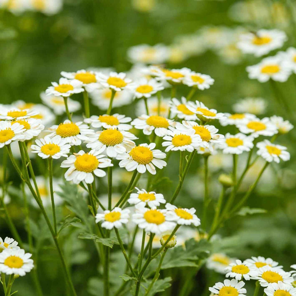 chamomile tea plant seeds Buy Chamomile Herb Seeds Online