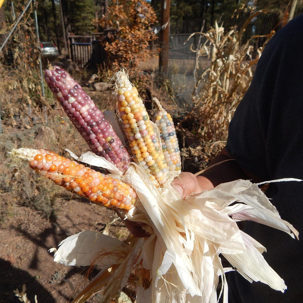 How to Plant Rainbow Corn in Your Garden