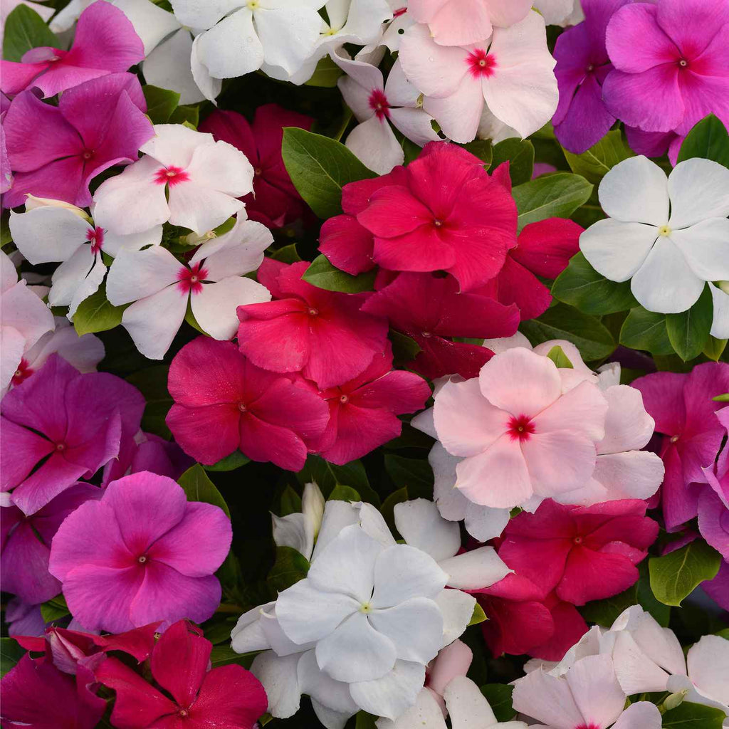 Vinca Sada Bahar Periwinkle Garden Supply Hybrid Flowers Organic Seeds Flower Seeds