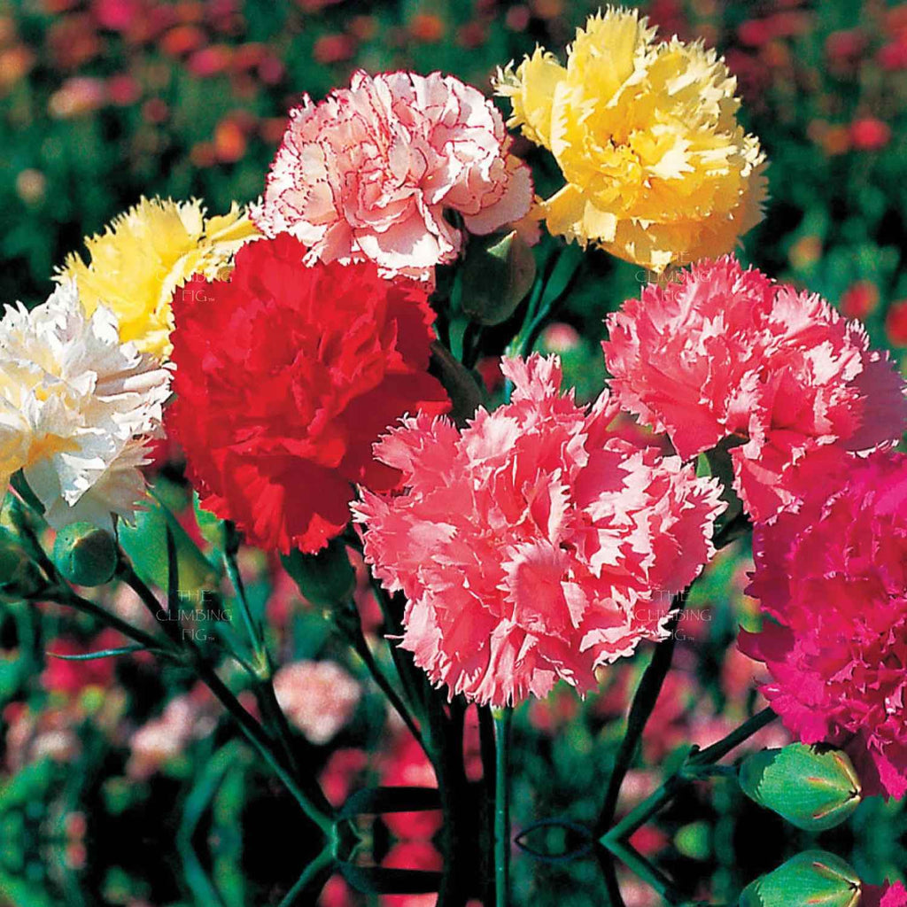 Carnation Mix Flower Seeds – Vedonic