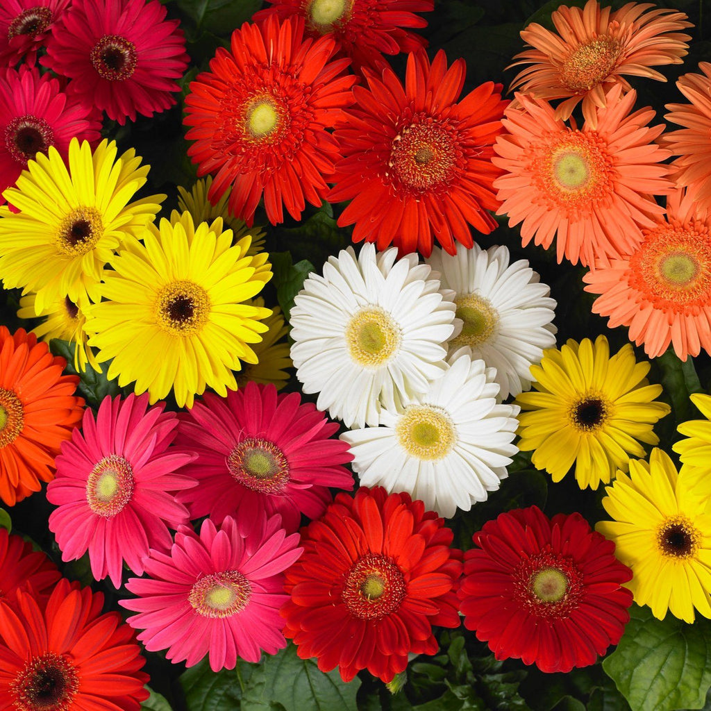 Gerbera Garden Supply Organic Seeds Flower Seeds