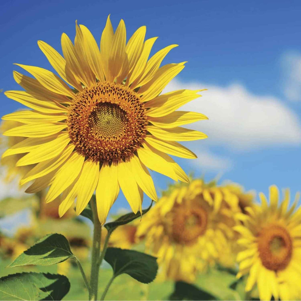 Sunflower Surajmukhi Garden Supply Hybrid Flowers Organic Seeds Flower Seeds