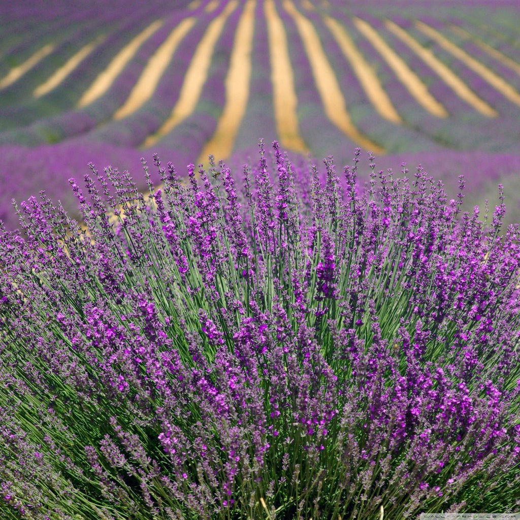 lavender seeds india Buy Vegetable Seeds Online