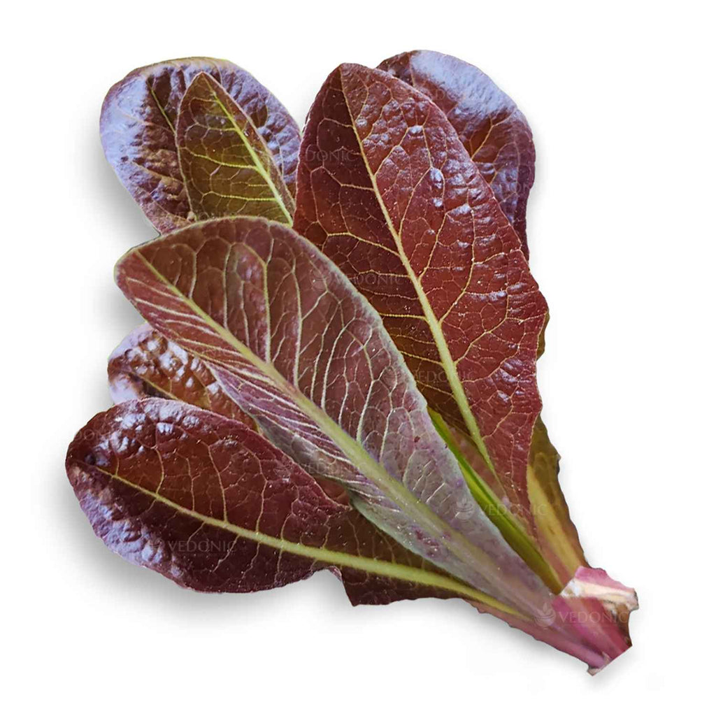 Salad Leaves Garden Supply Heirloom Organic Seeds Vegetable Seeds