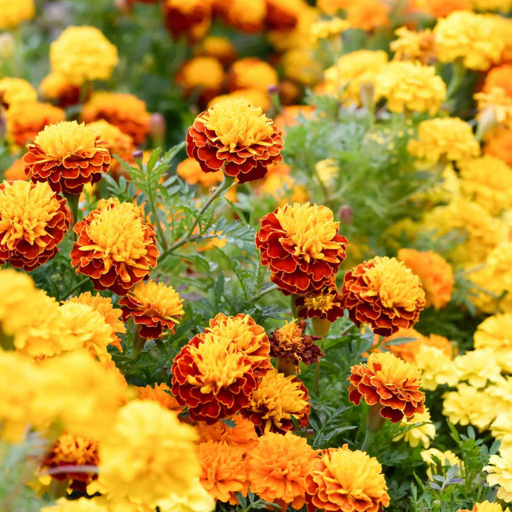 Nana Dwarf Genda Genda Phool Garden Supply Hybrid Flowers Organic Seeds Flower Seeds Marigold