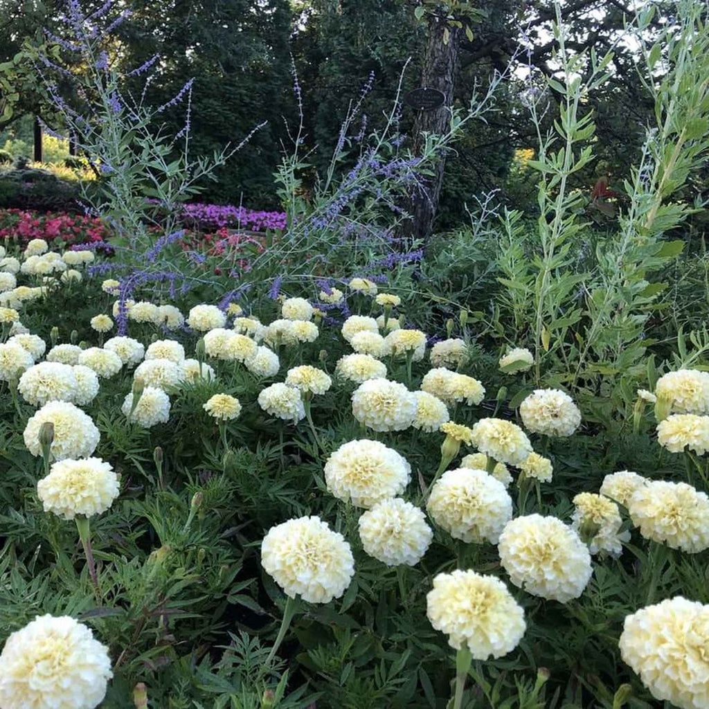 white marigolds seeds Marigold White Flower Seeds – Vedonic