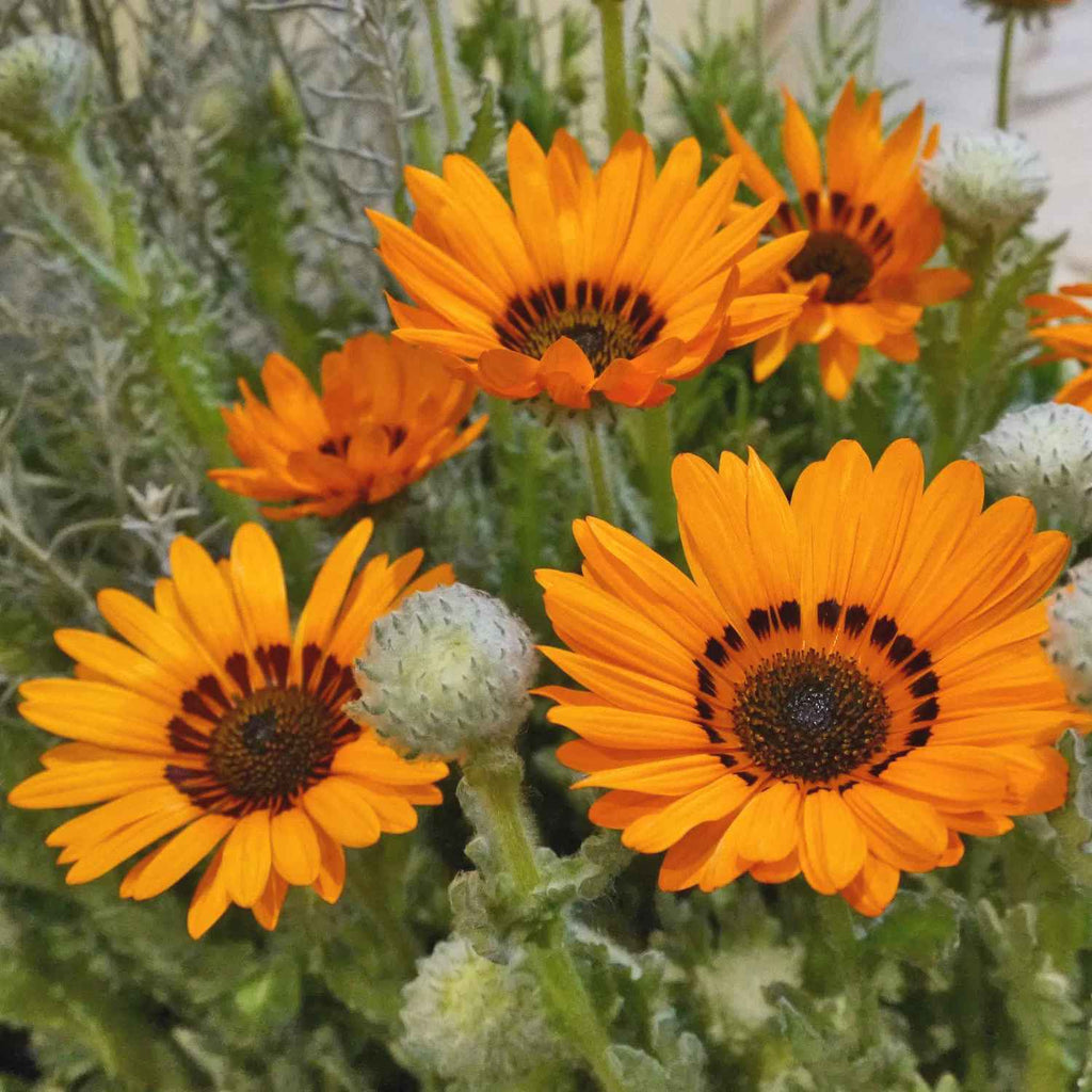 Venidium Garden Supply Hybrid Flowers Organic Seeds Flower Seeds