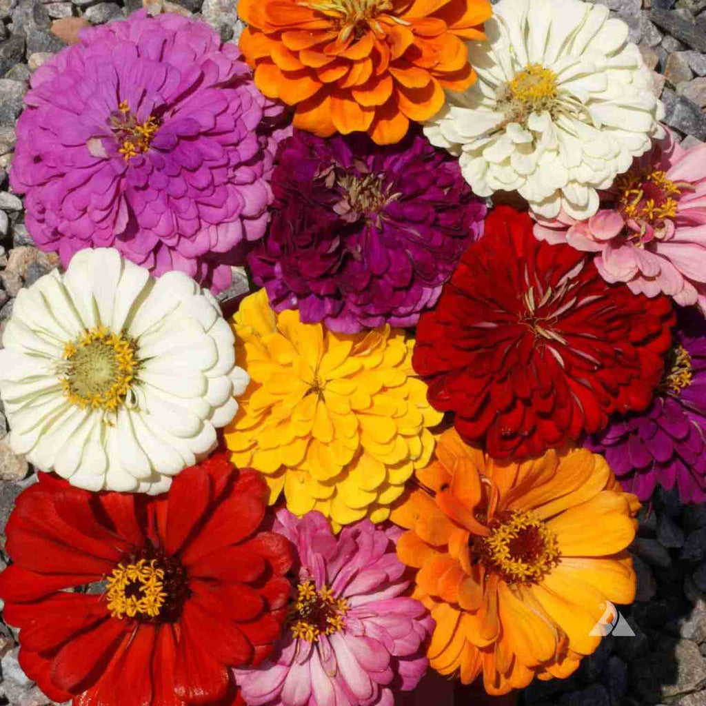 Zinnia Garden Supply Hybrid Flowers Organic Seeds Flower Seeds