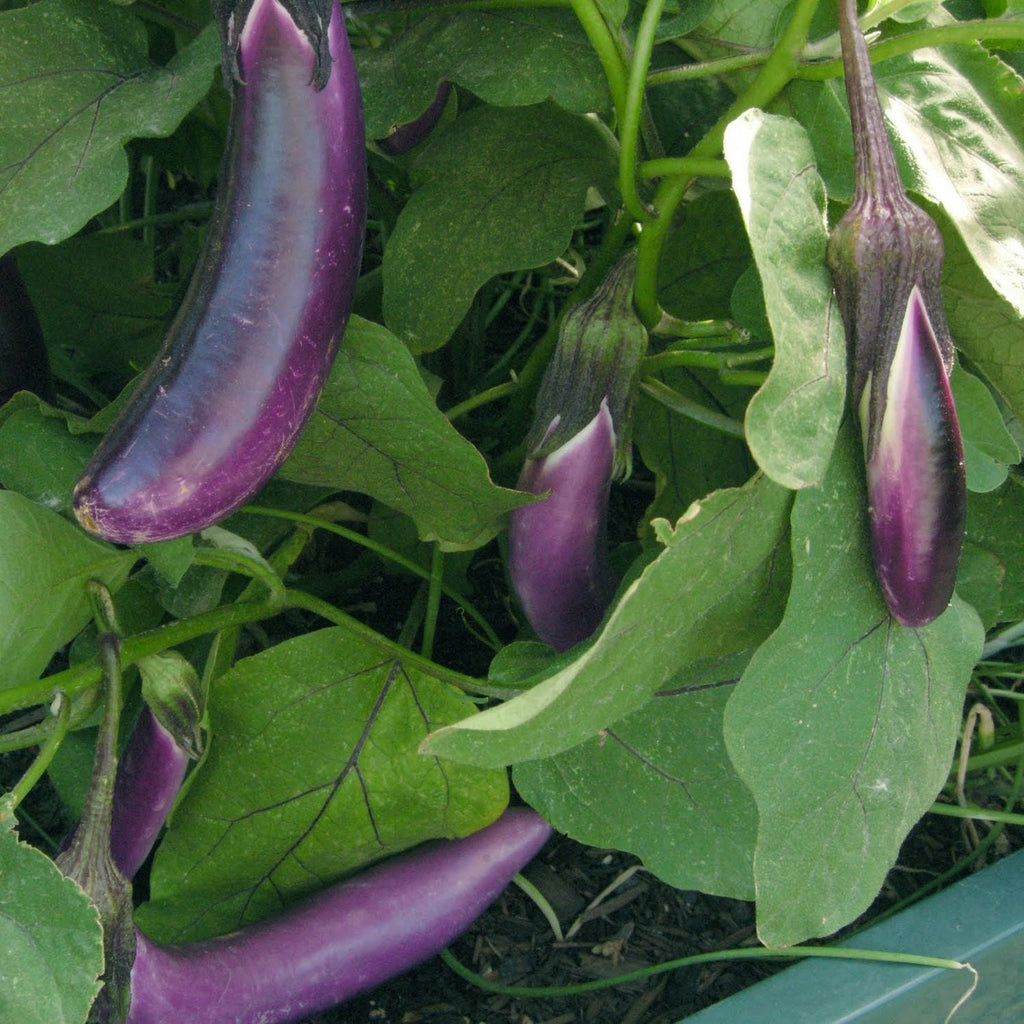 Buy Vegetable Seeds Online