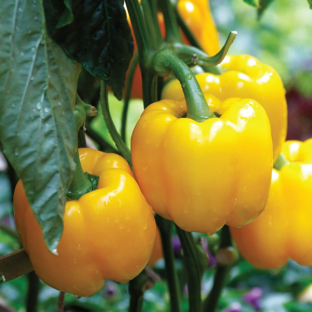 Buy Vegetable Seeds Online Capsicum Yellow Seeds Vedonic