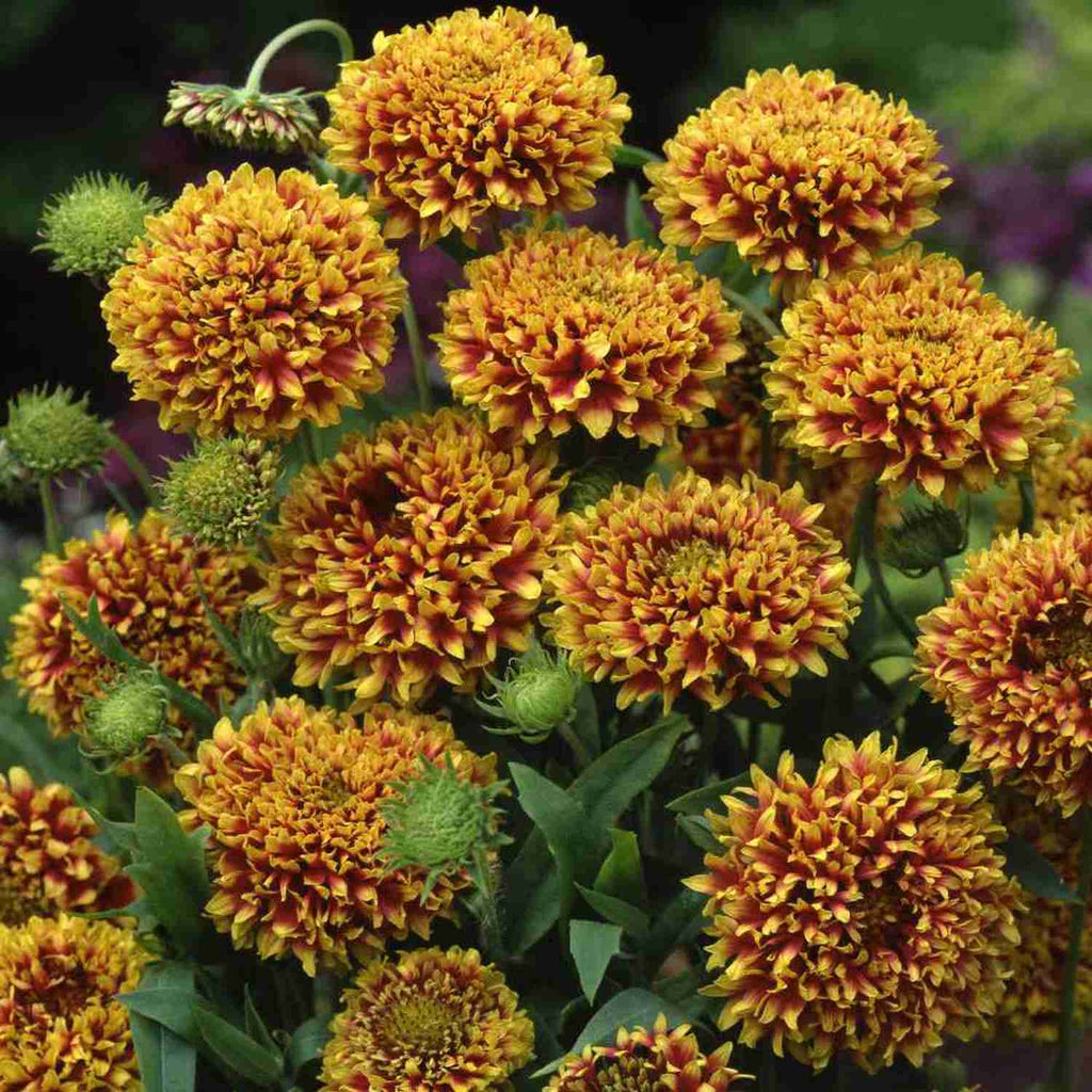 Buy Garden Supply Online -Gaillardia Flower Seeds – Vedonic