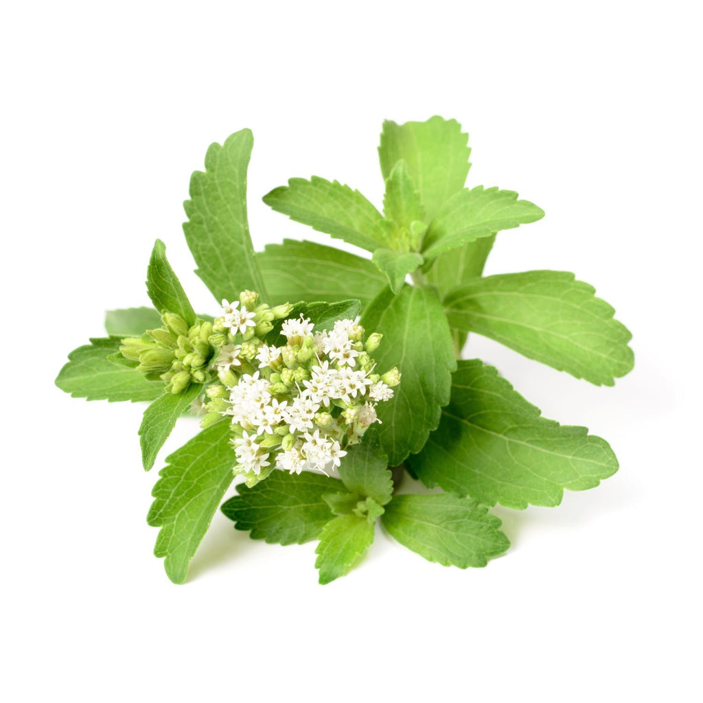 Stevia Herb Seeds, Sweet Stevia, Sweet Leaves, Herbs, Garden Supply, Heirloom, Organic, Seeds, Herb Seeds