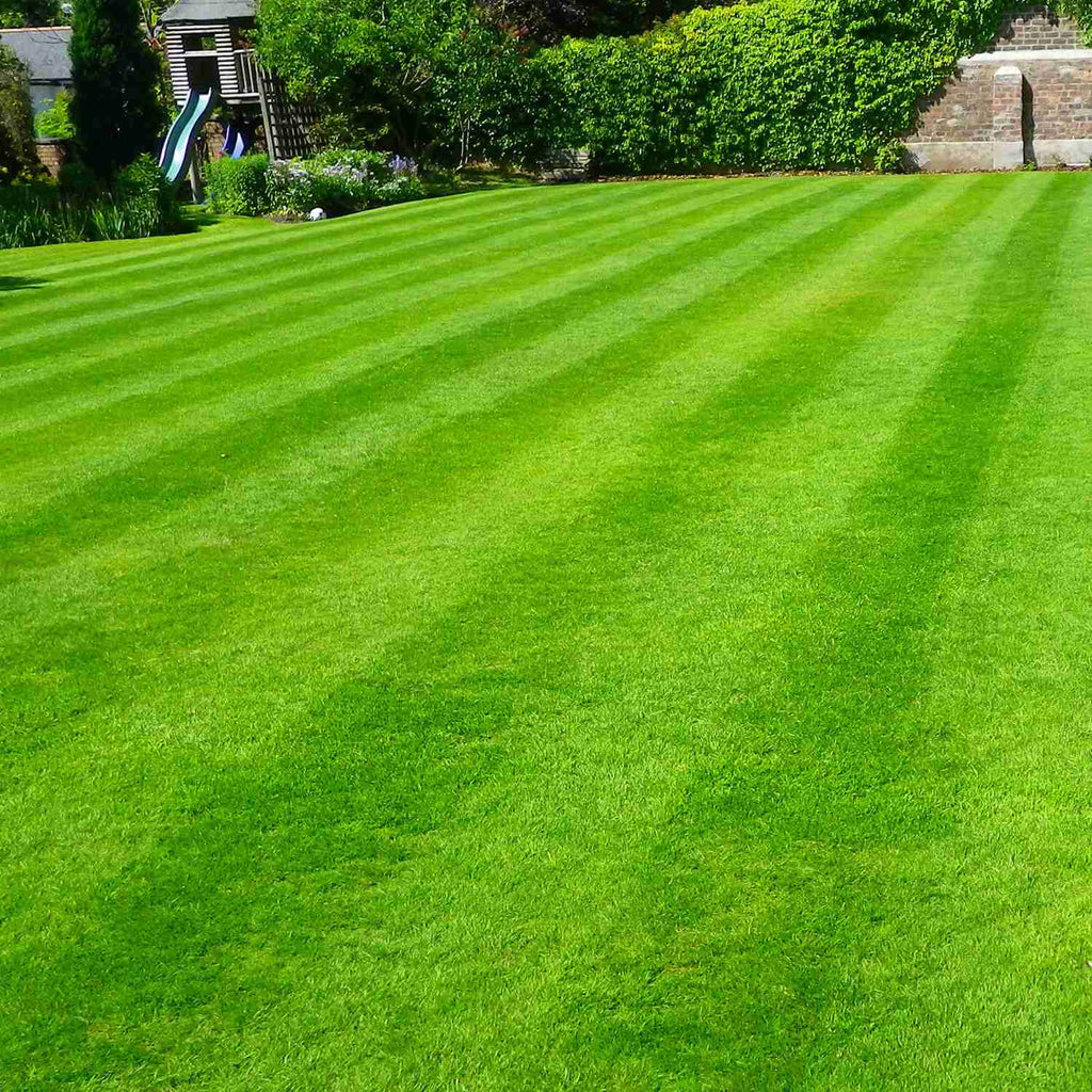 Ornamental Grass Mexican Grass Australian Grass Burmuda Grass Garden Supply Hybrid Flowers Organic Seeds Flower Seeds