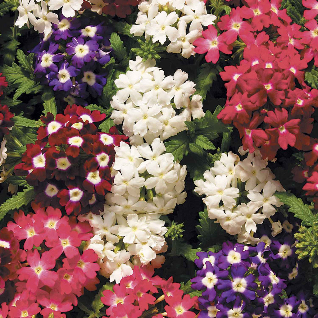 Verbena Vervain Garden Supply Hybrid Flowers Organic Seeds Flower Seeds