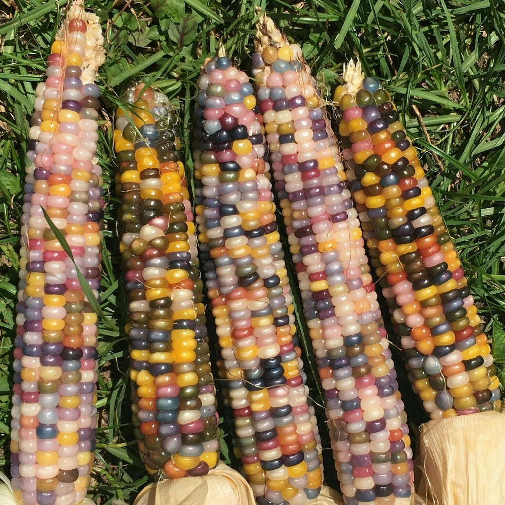 Rainbow Corn Seeds, Corn, Bhutta, Makki, Makka, Coloured Corn, Colourful Corn, Garden Supply, Heirloom, Organic, Seeds, Vegetable Seeds