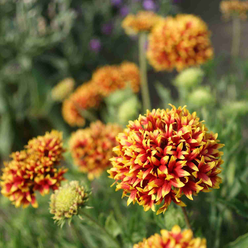 Pulchella Garden Supply Hybrid Flowers Organic Seeds Flower Seeds