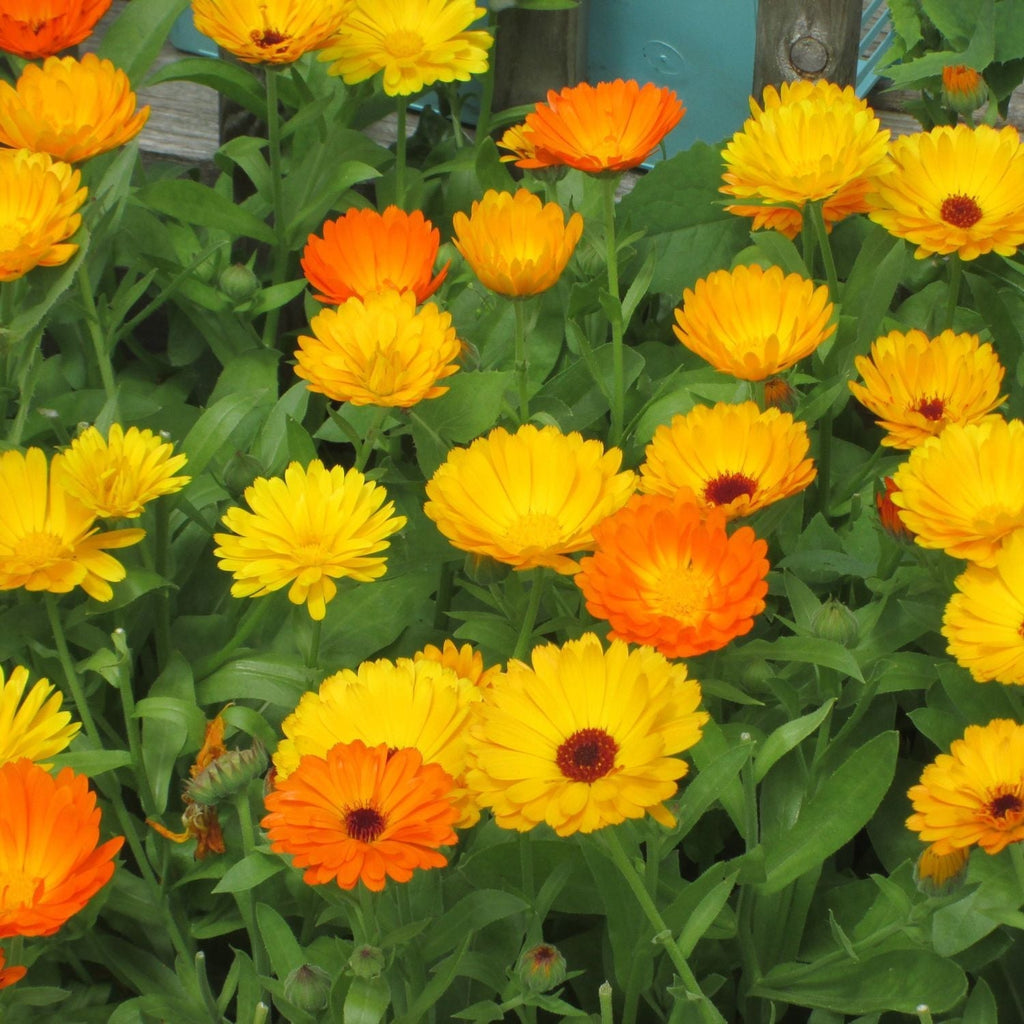 Calendula Garden Supply Organic Seeds Flower Seeds