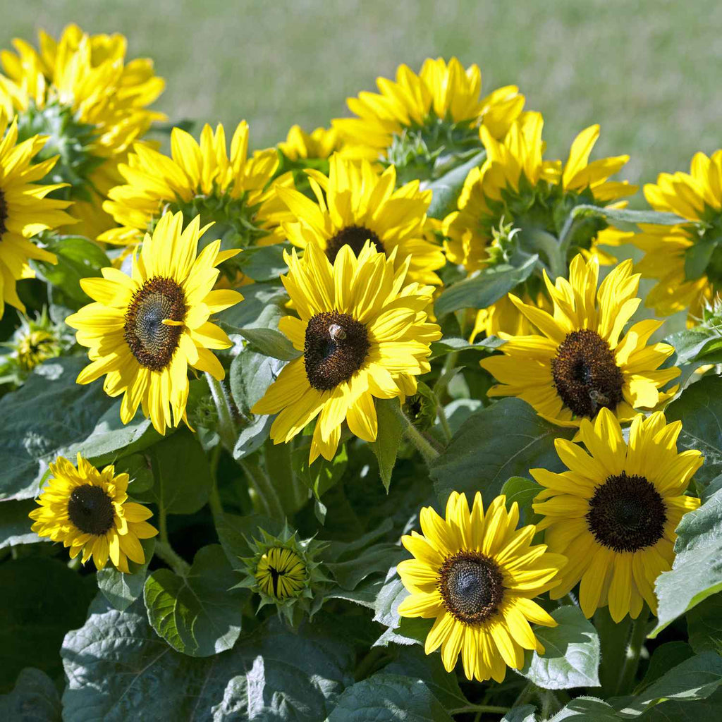 Sunflower Surajmukhi Garden Supply Hybrid Flowers Organic Seeds Flower Seeds