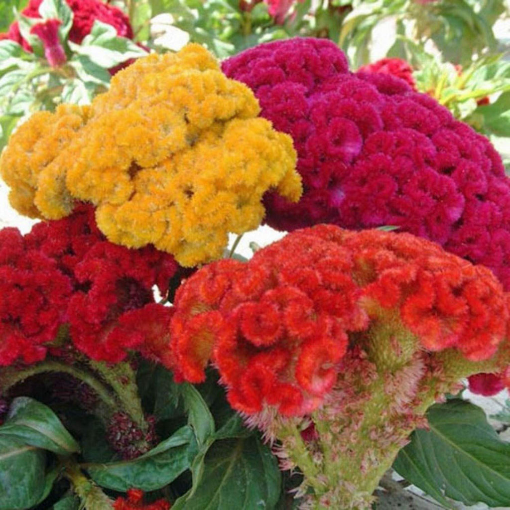 Cockscomb Velvet Flower Garden Supply Heirloom Organic Seeds Flower Seeds