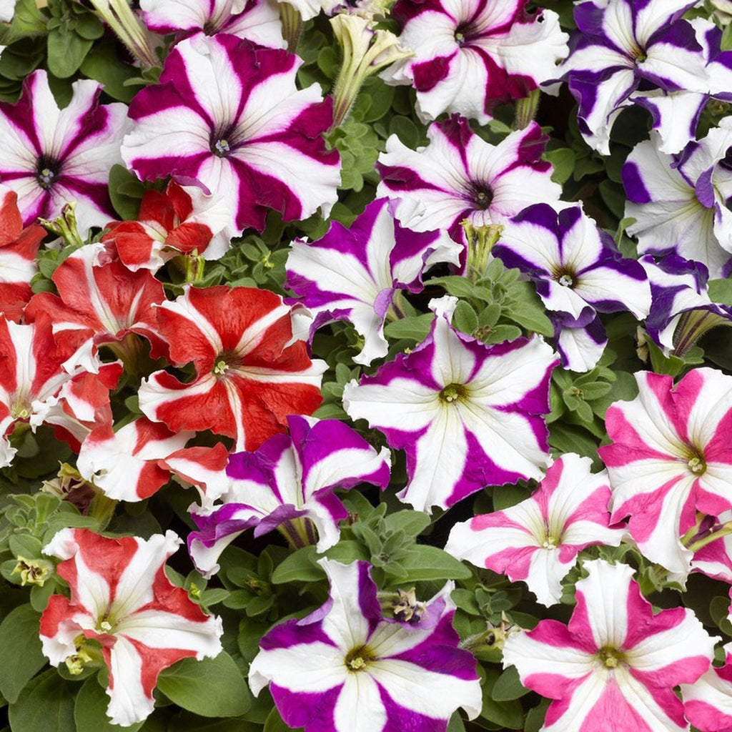 Petunia Garden Supply Organic Seeds Flower Seeds