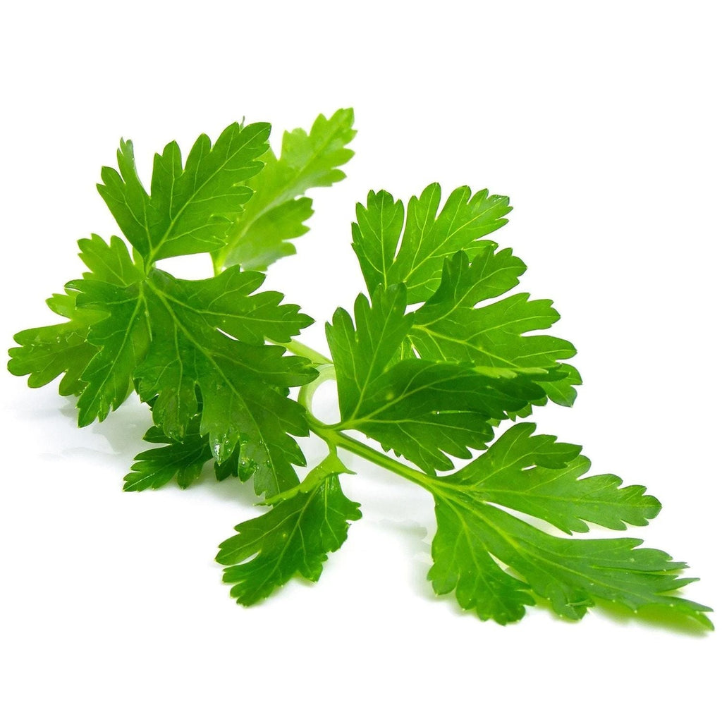 Parsely Garden Supply Heirloom Herb Organic Seeds Vegetable Seeds