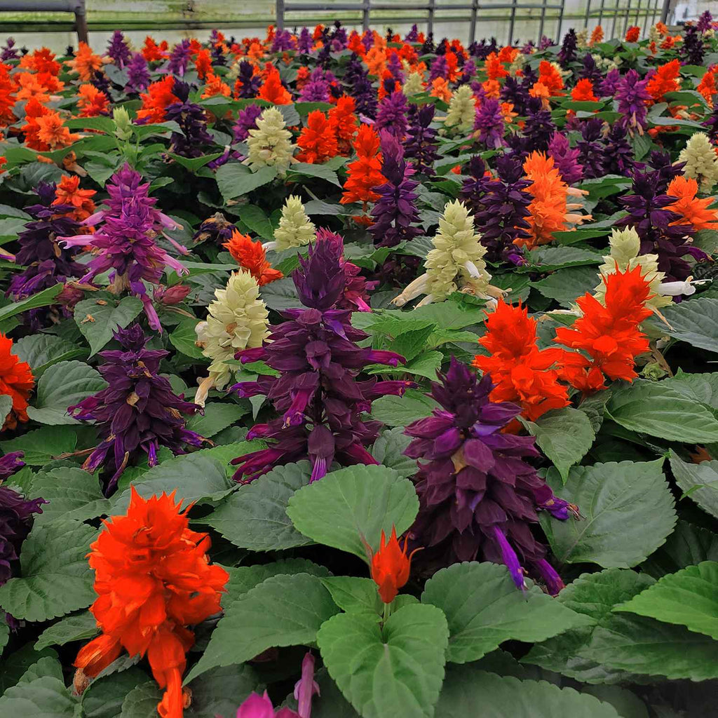 Salvia Garden Supply Hybrid Flowers Organic Seeds Flower Seeds