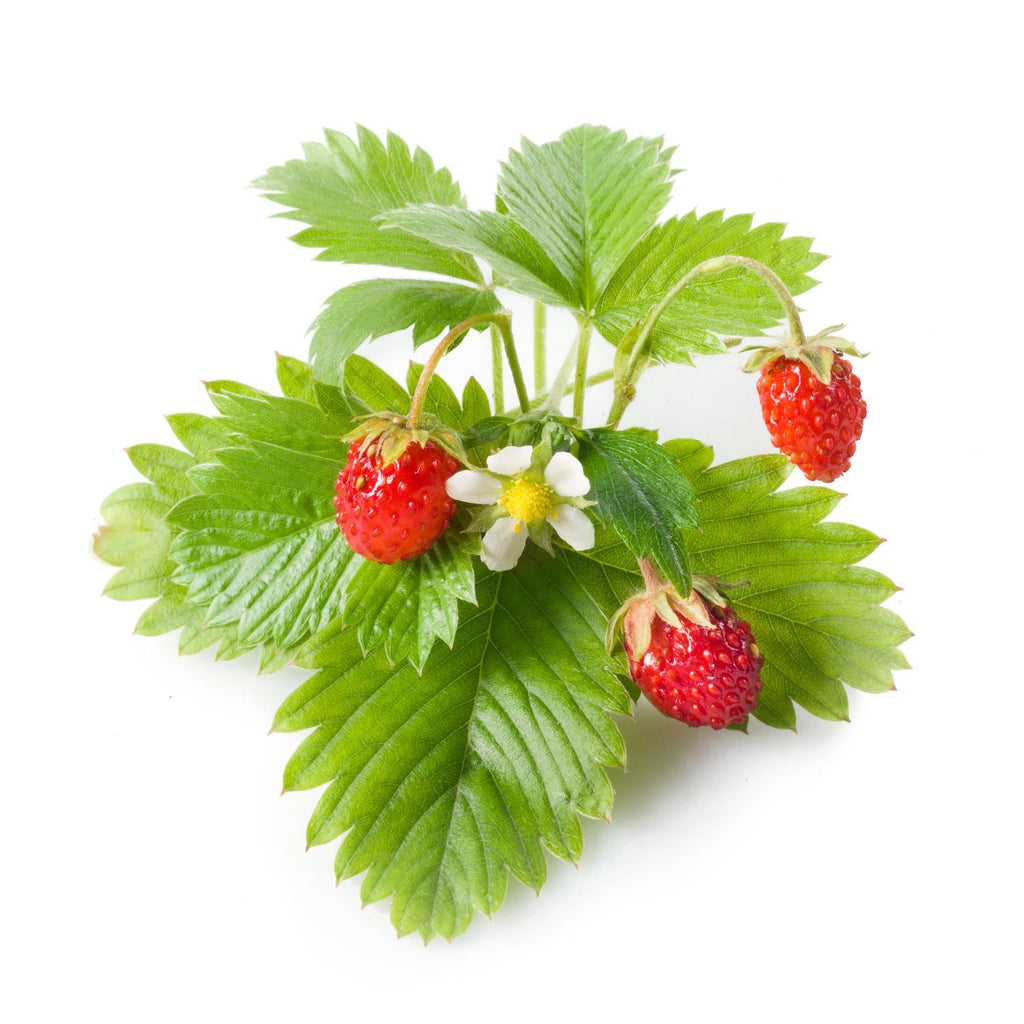 organic strawberries seeds Buy Garden Supply Online - Alpine Strawberry Seeds