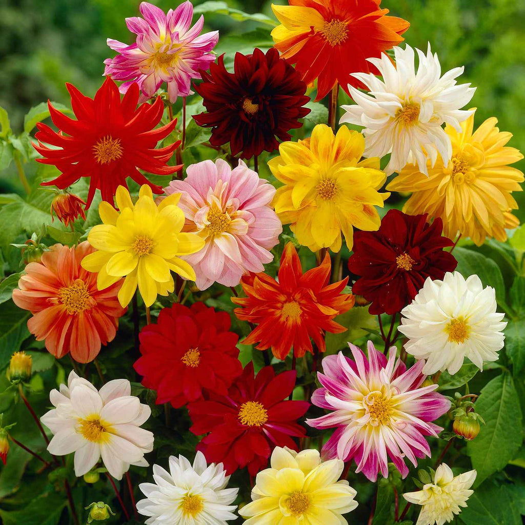 Floral Garden Supply Hybrid Flowers Organic Seeds Flower Seeds Dahlia