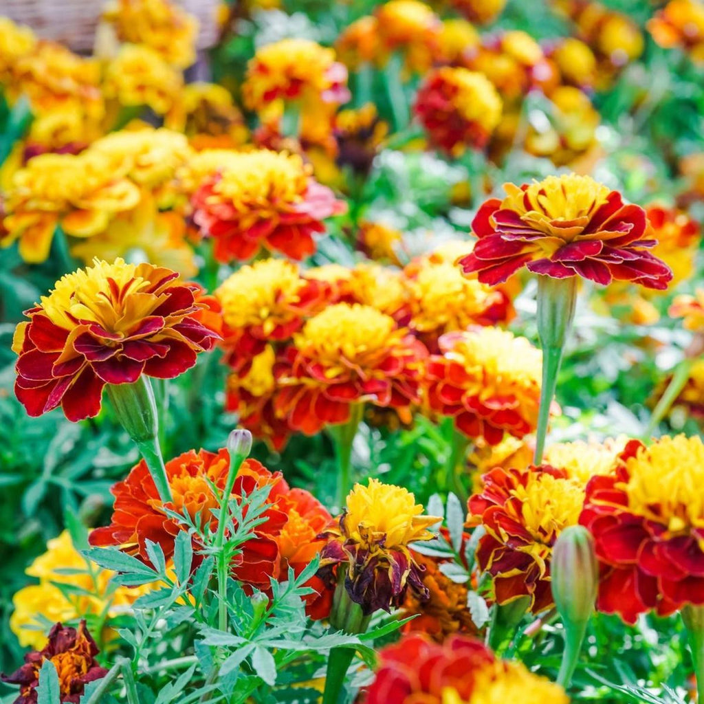 Marigold Garden Supply Organic Seeds Flower Seeds