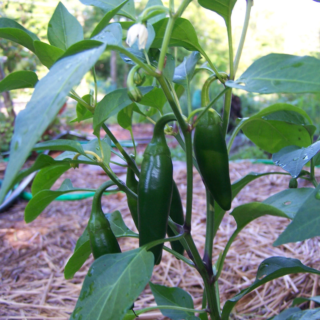 green chilli plant seeds Chilli Thick Long Green Seeds – Vedonic