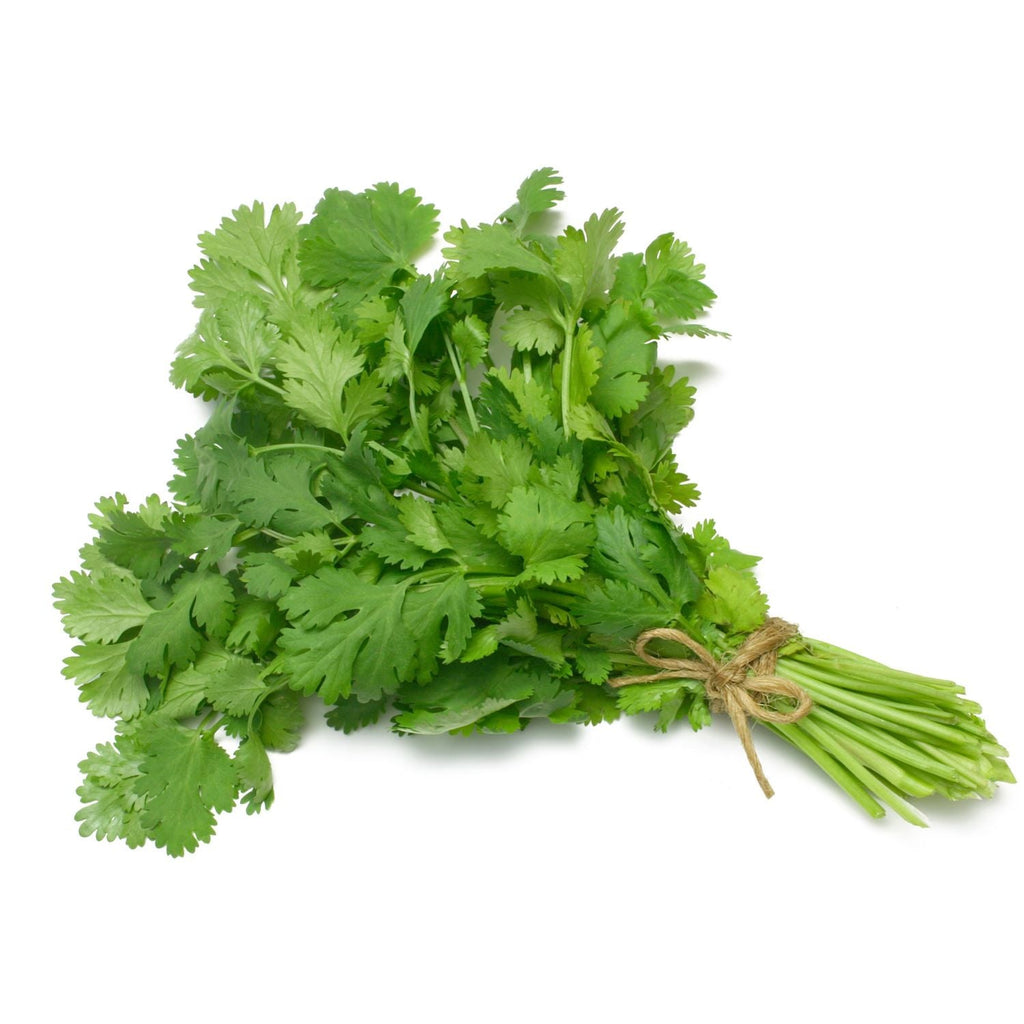 Coriander Cilantro  Dhania Garden Supply Heirloom Herb Organic Seeds Vegetable Seeds