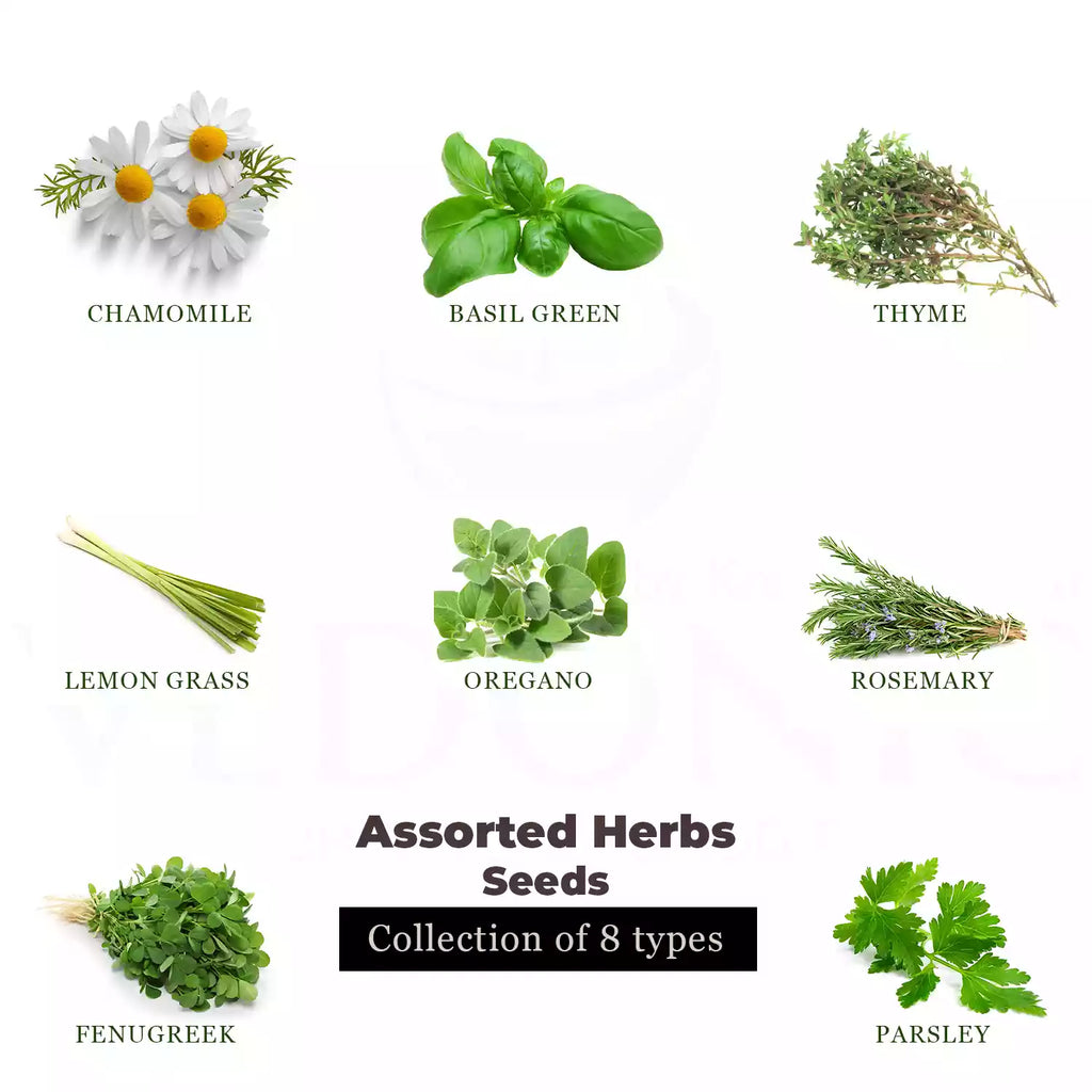 Herbs Seeds Combo